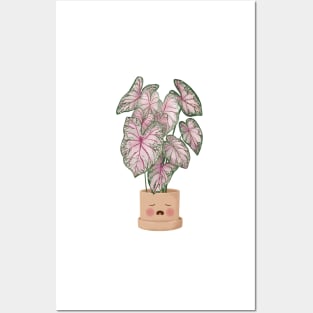 Cute Plant Illustration, Caladium Pink Beauty Posters and Art